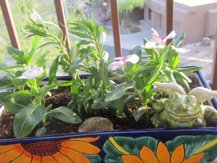 "my desert impatiens"