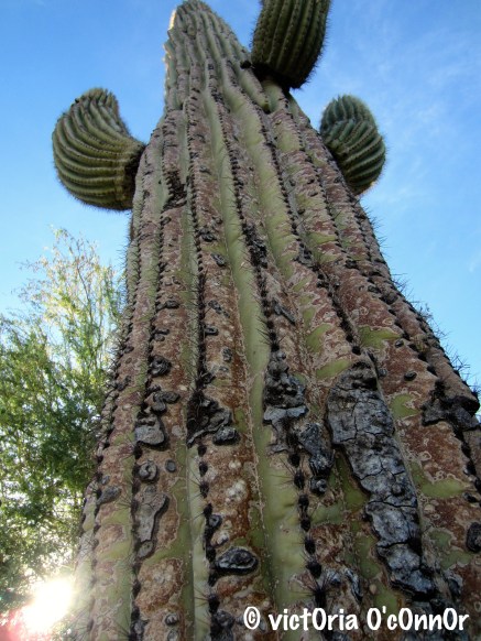 guardian Of the desert